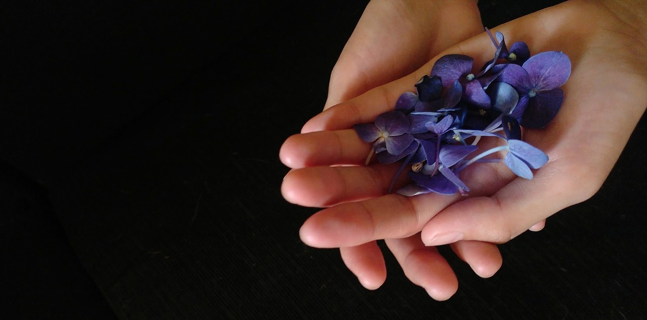 violet flowers hand flowers free photo