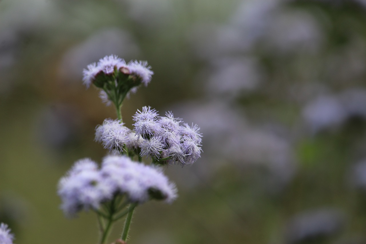 violet flowers  beautiful flowers  jungle flower free photo