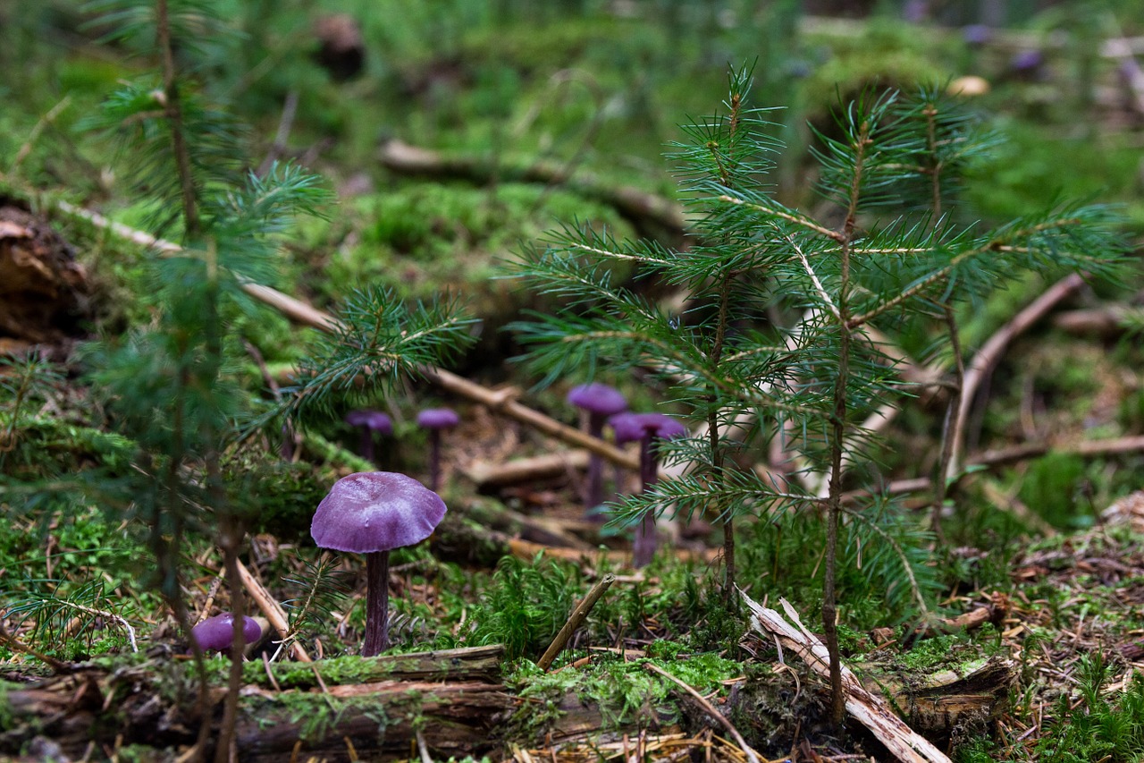 violet laccaria mushroom amethyst blue laccaria free photo