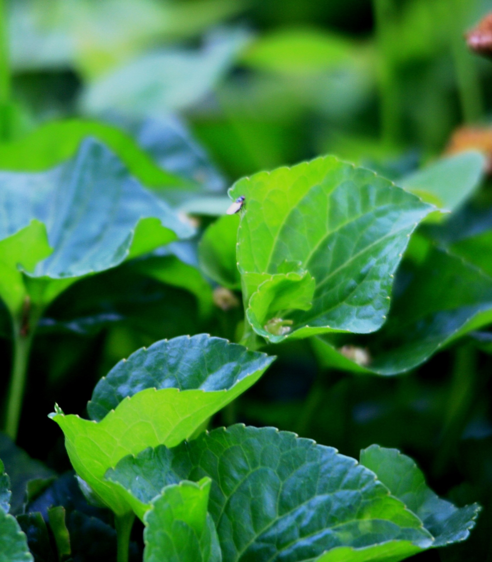 leaves violet heart shaped free photo