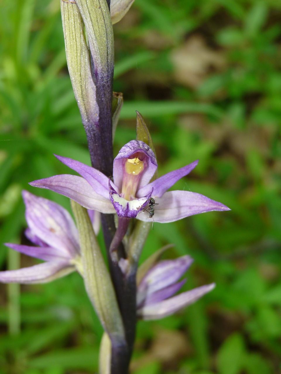 violet limodore orchid achlorophyllous free photo