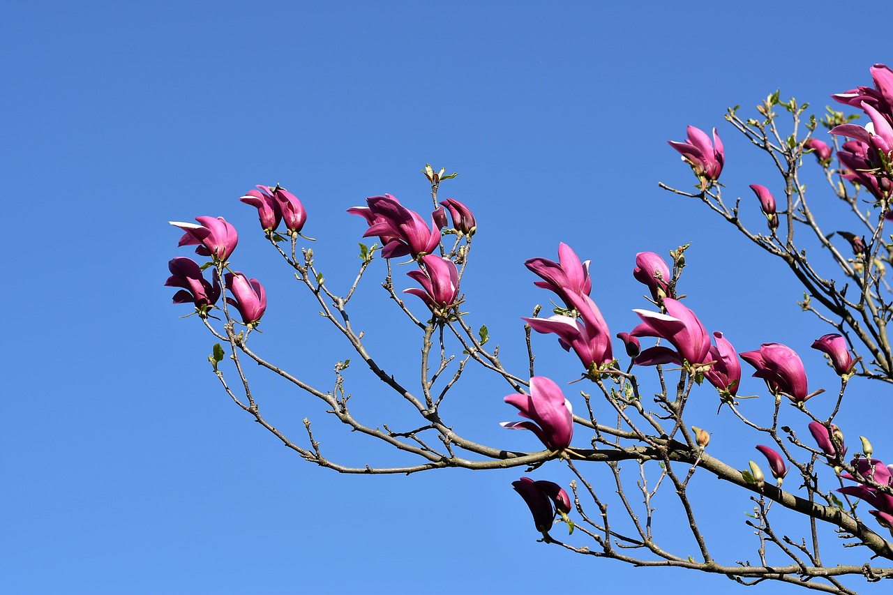 violet magnolia  spring  branch free photo