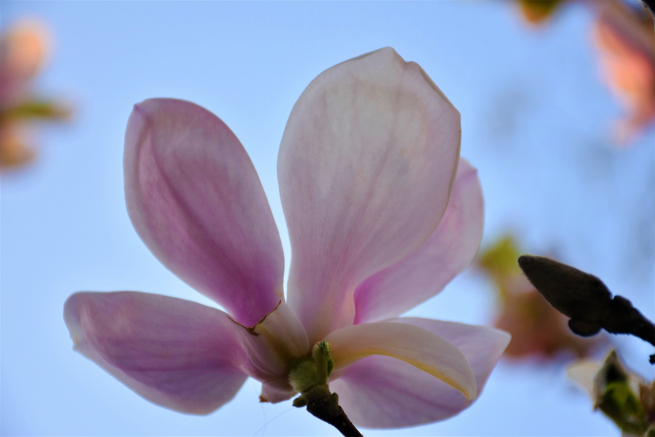 violet magnolia  plant  spring free photo