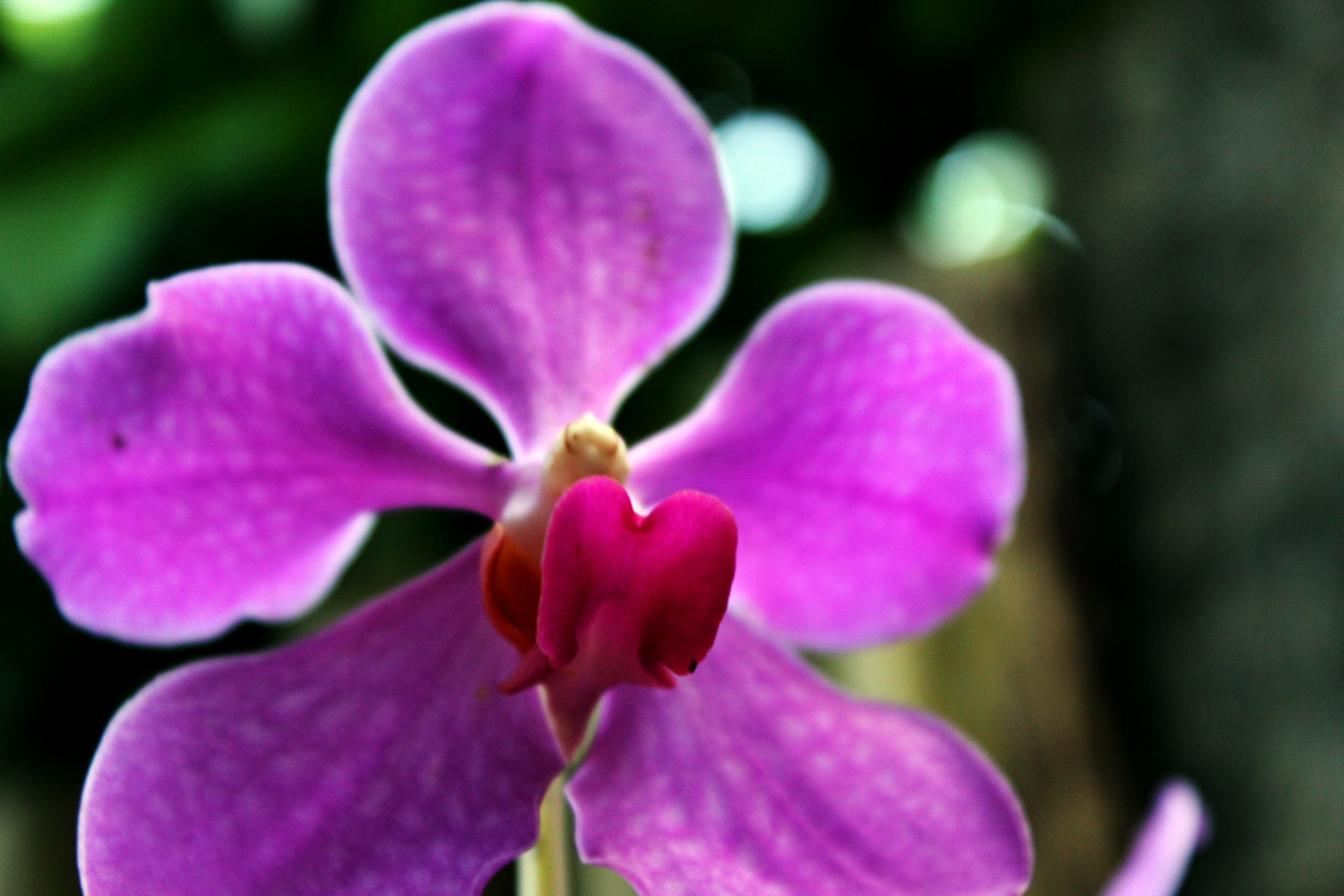 violet orchid orchid petals free photo