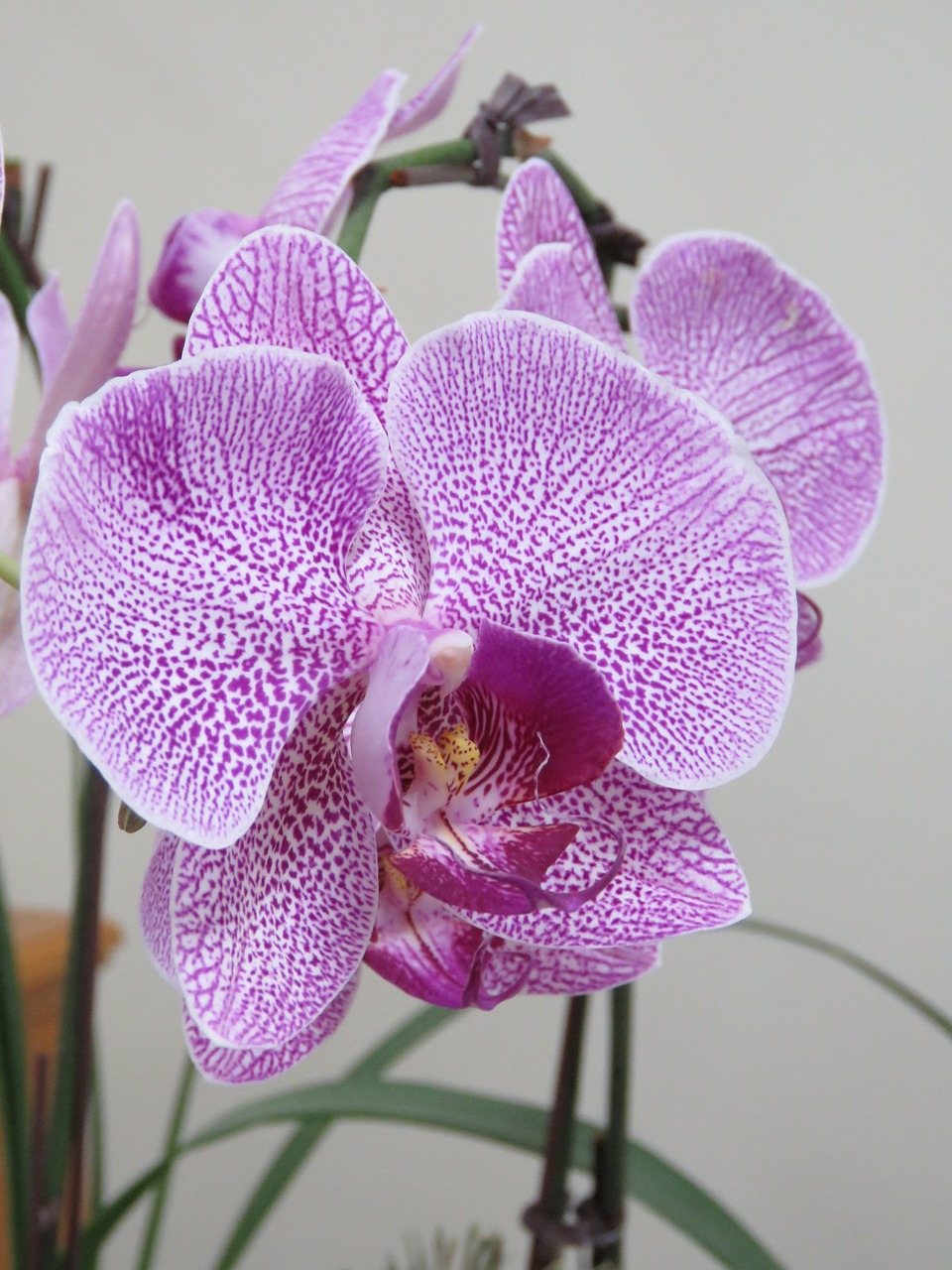 violet orchid beautiful orchid orchid free photo