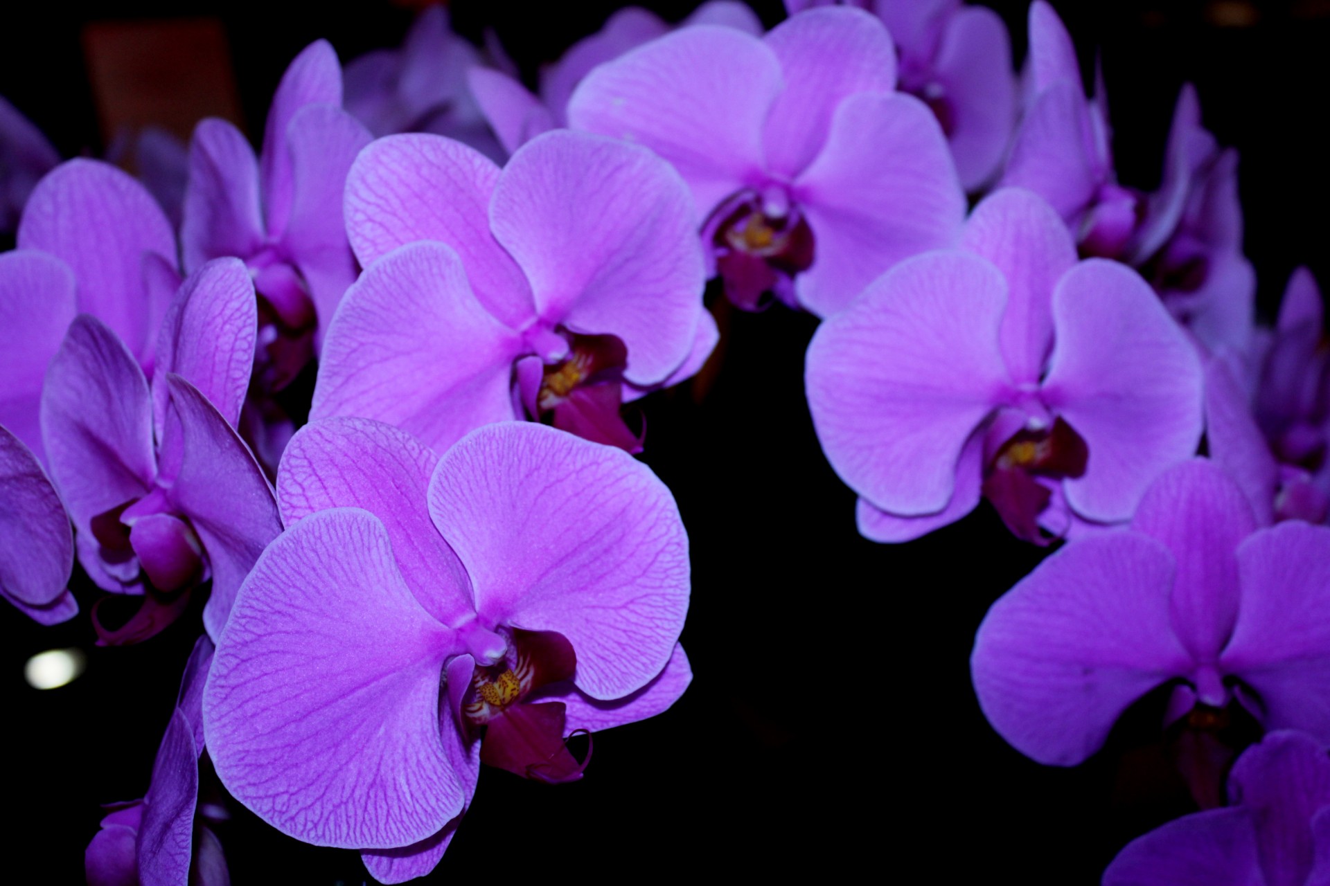 orchids violet orchids violet free photo