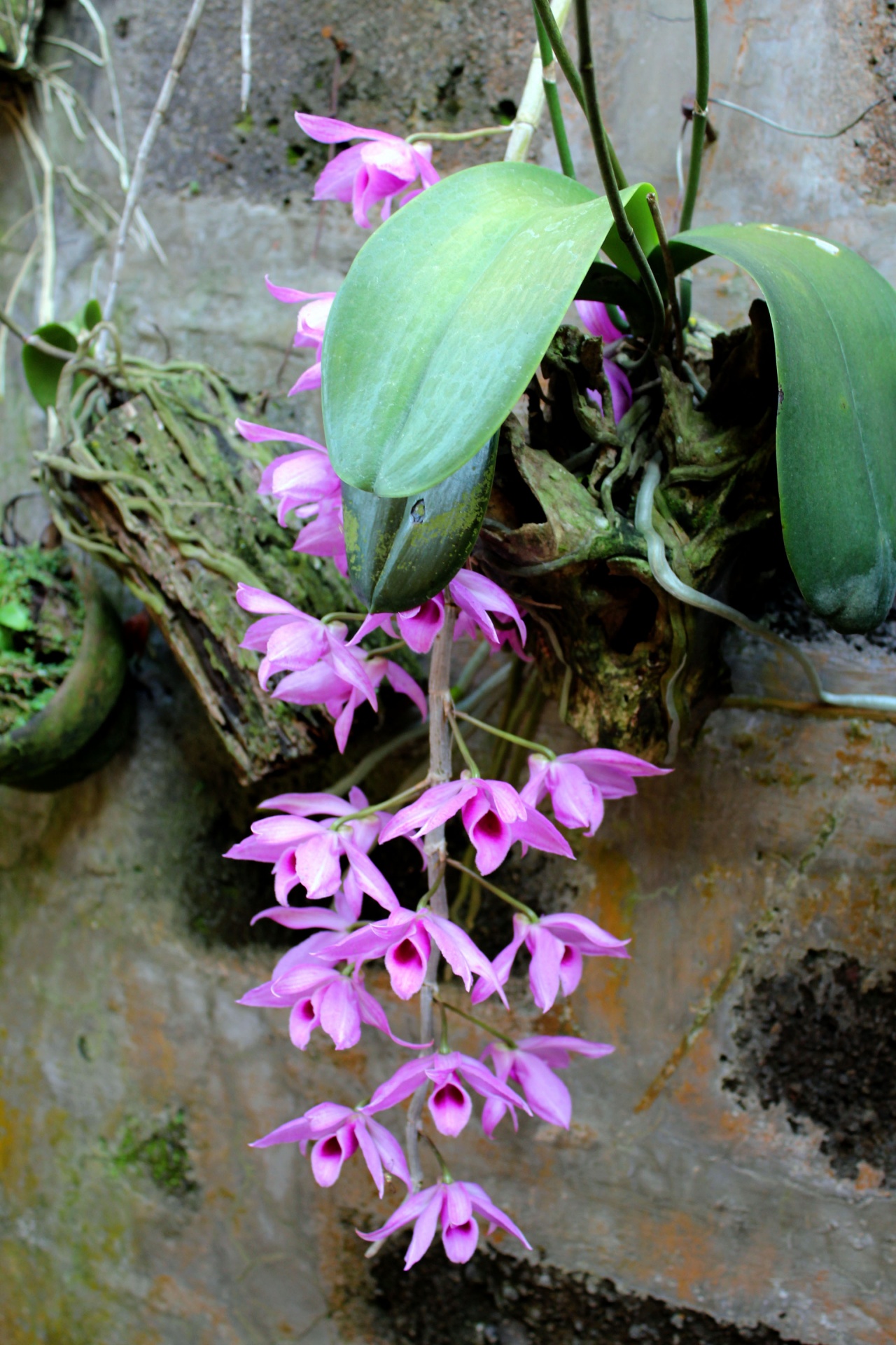 violet orchids violet orchids free photo