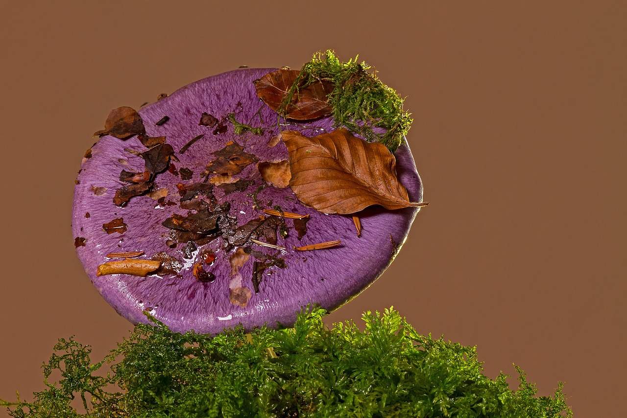 violet rötelritterling mushroom forest mushroom free photo
