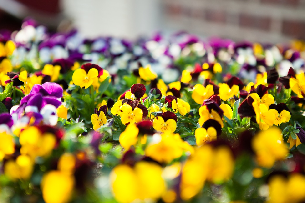 violet tricolor flowers spring flowers free photo