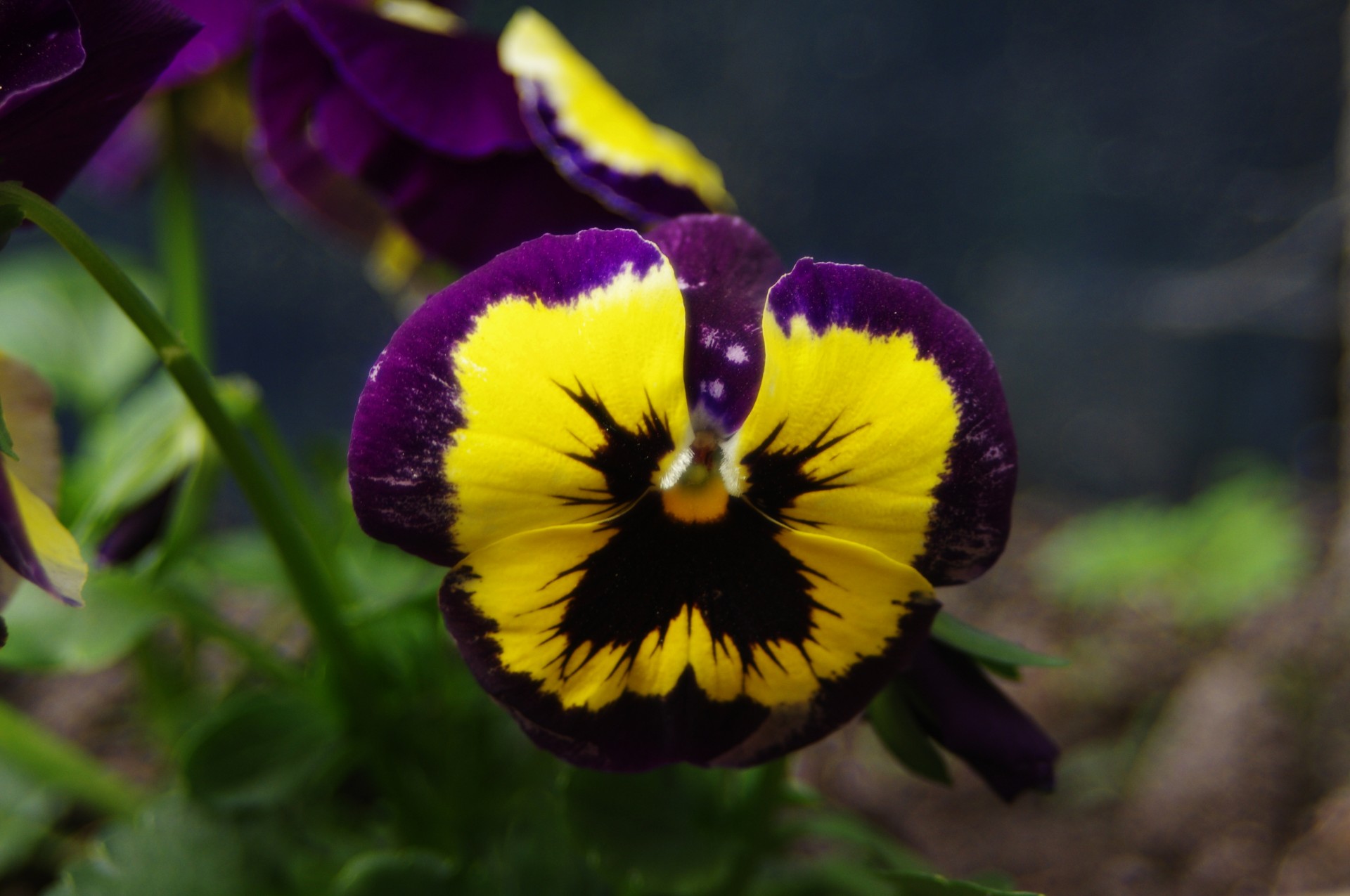 violet viola tricolors flower free photo