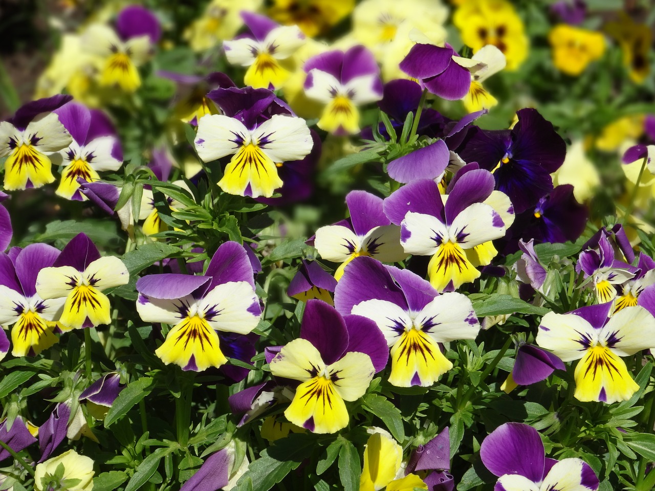 violets flowers pridoda free photo