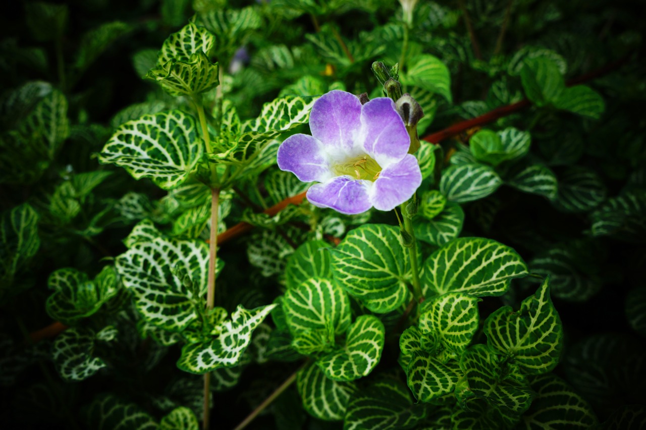 violet leaves purple free photo