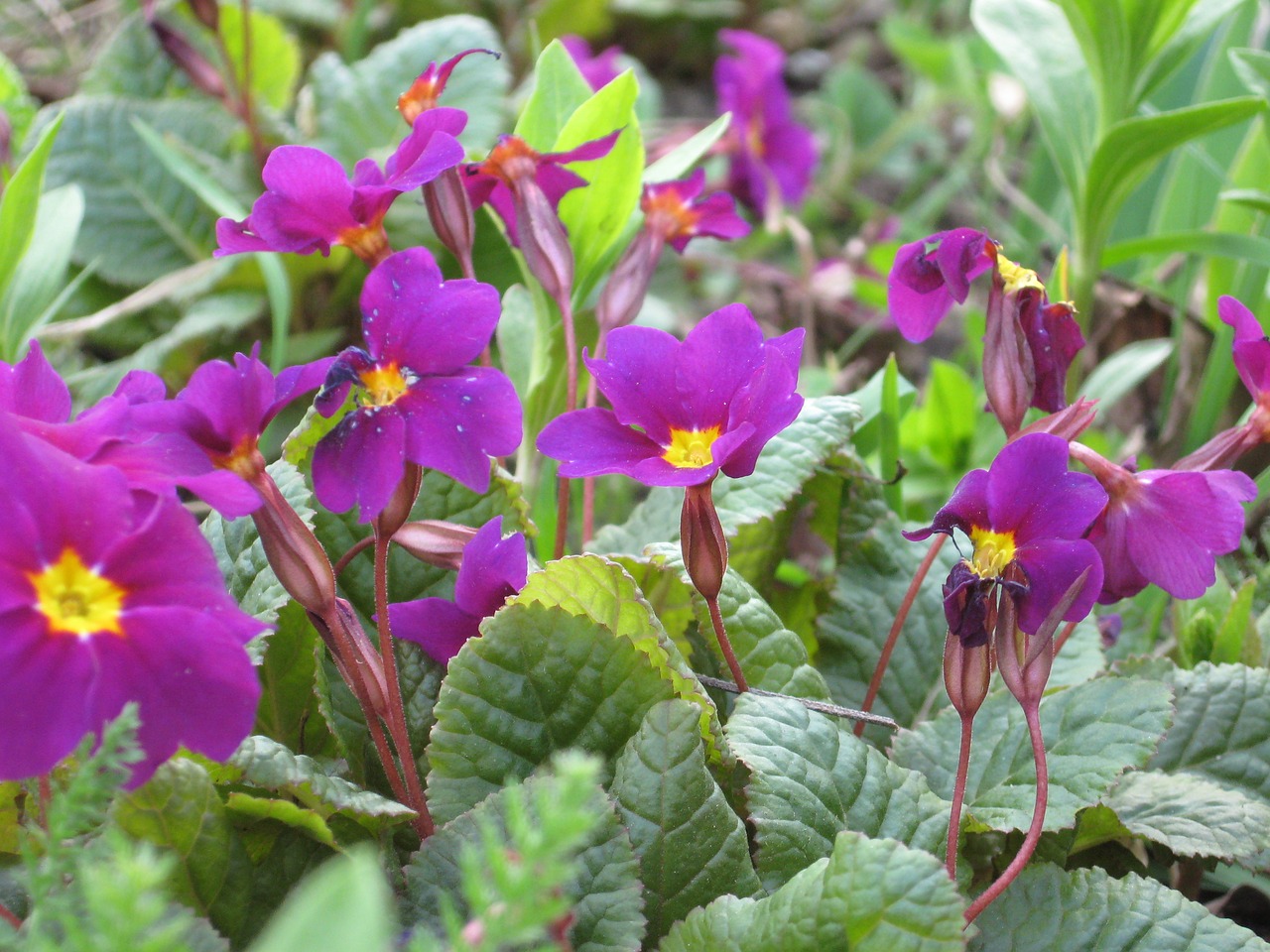 violets flowers nature free photo