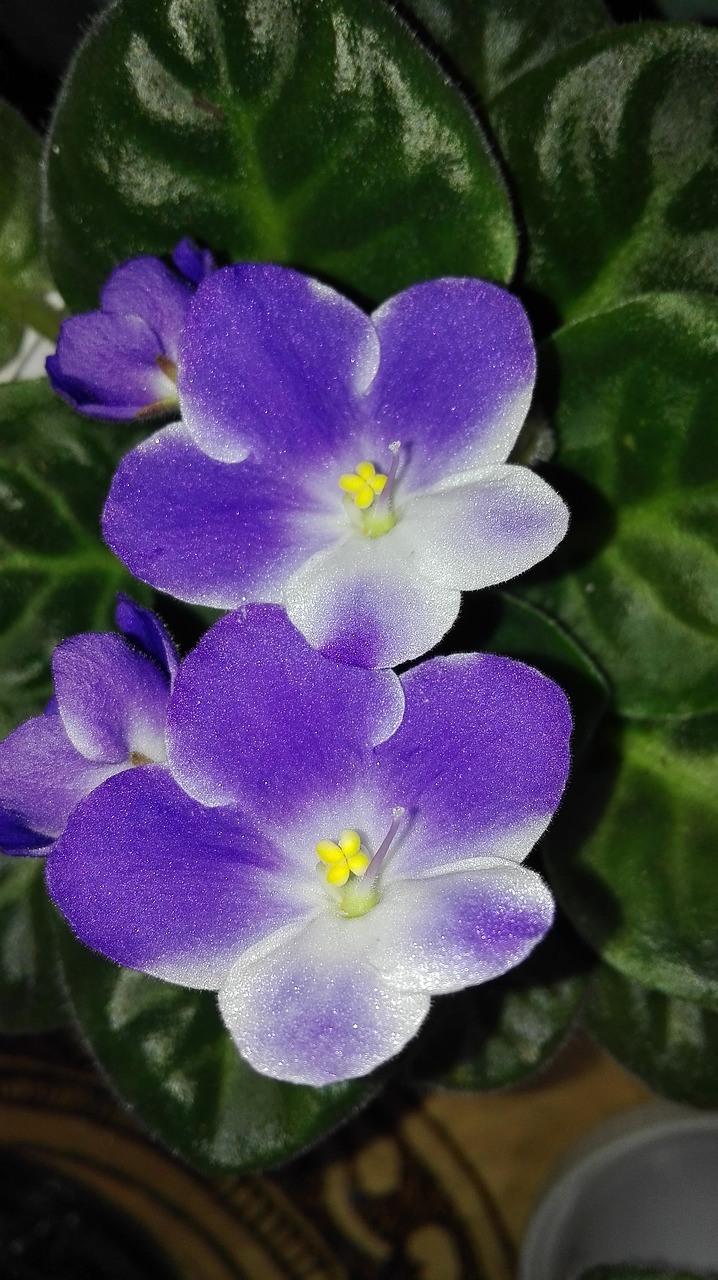 violets flowers house free photo