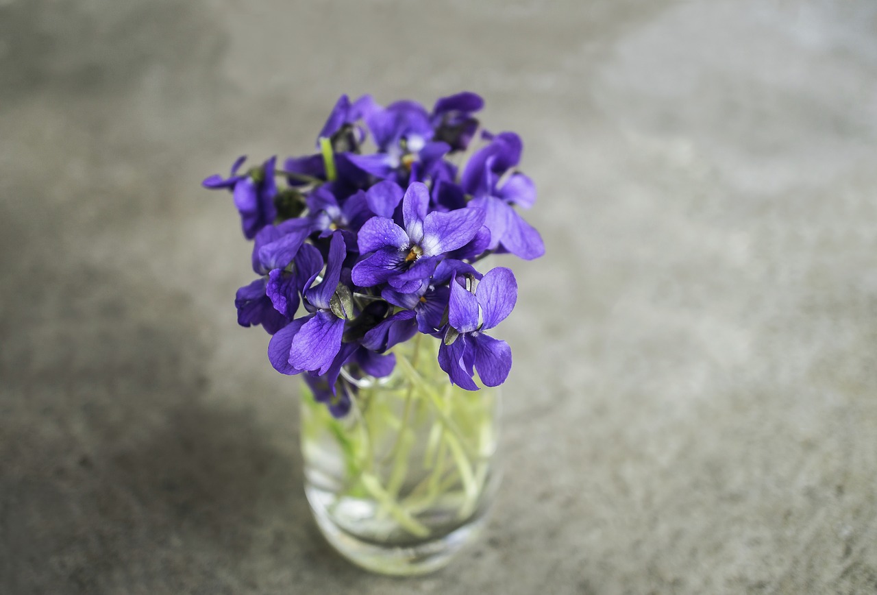 violets violet flower free photo