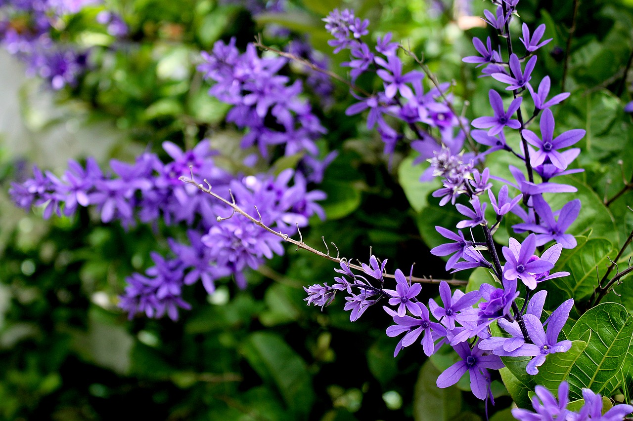 violets flowers flower of the field free photo