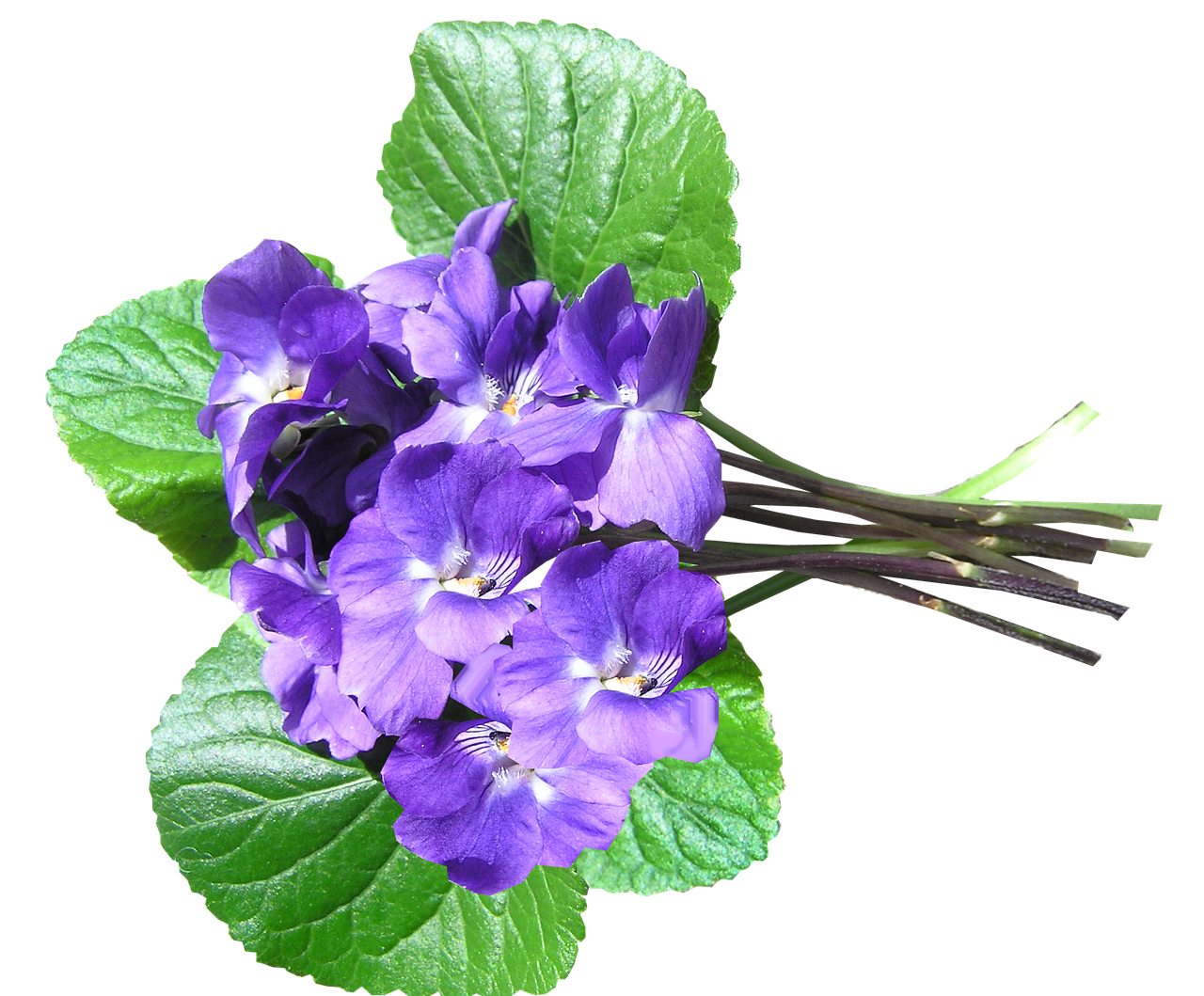violets blue perfumed free photo