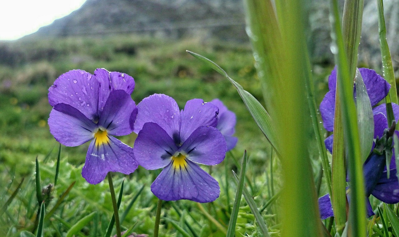 violets alpine plants para free photo