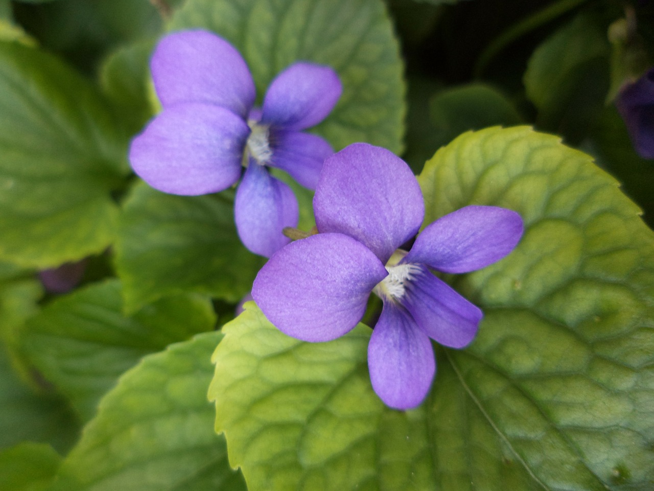 violets floral plants free photo