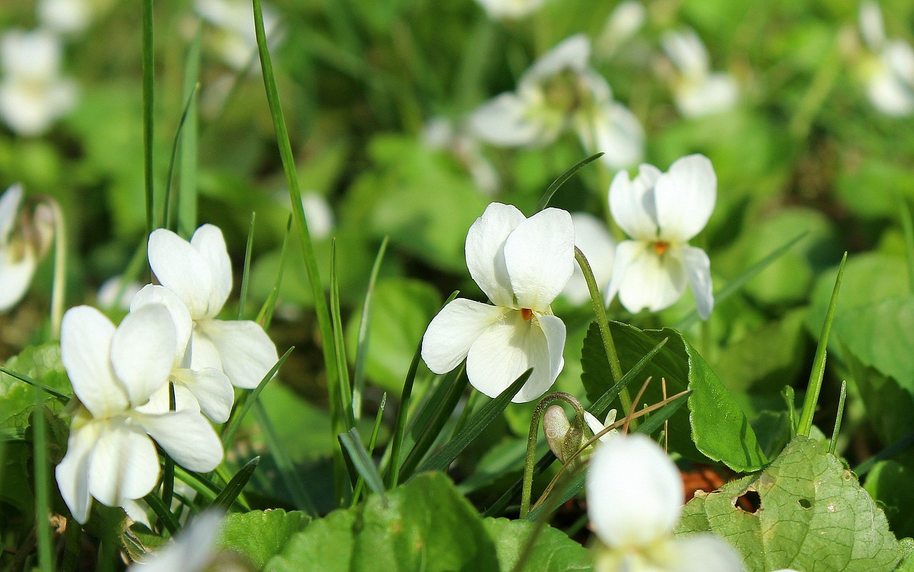 violets  white  spring flowers free photo