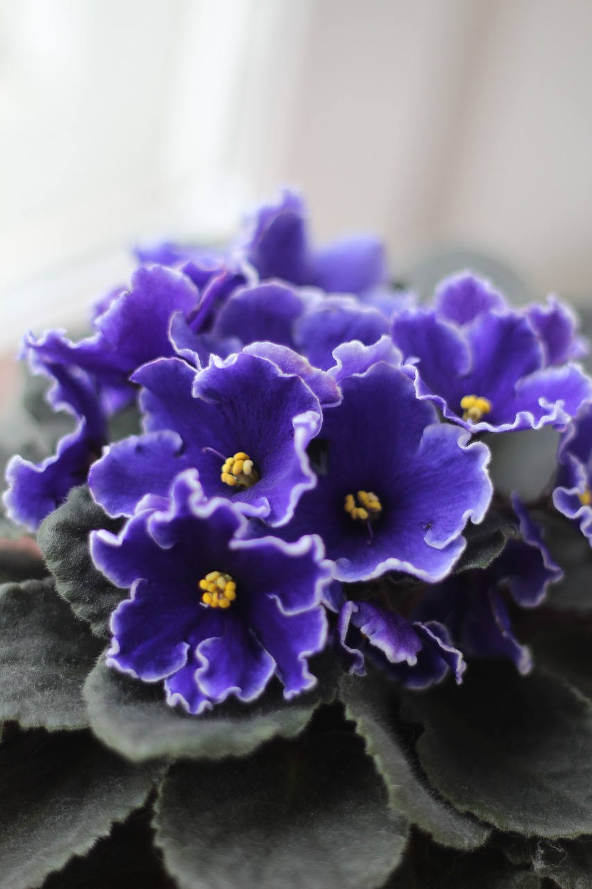 violets  purple  flowers free photo