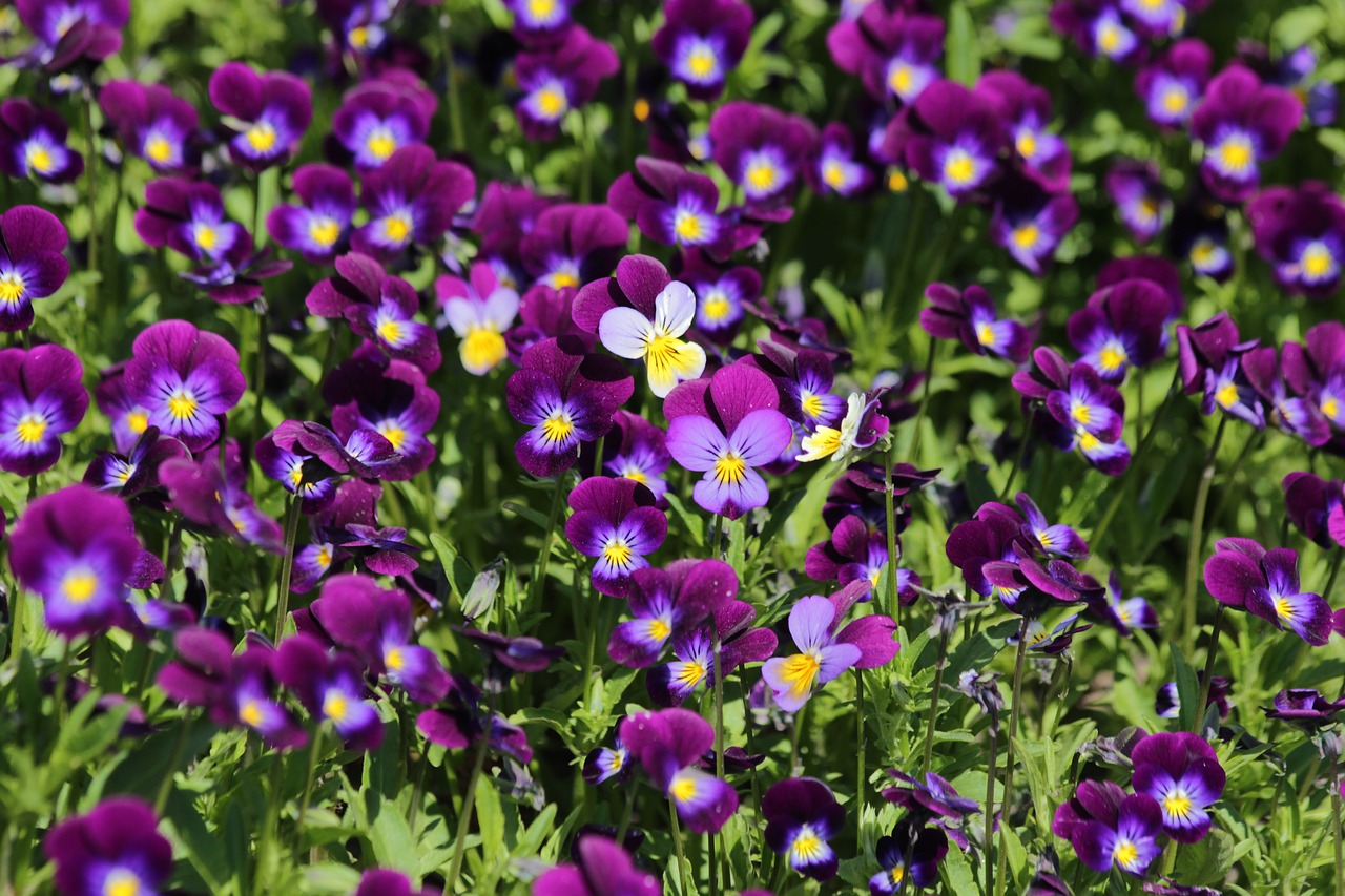violets  summer flowers  garden flowers free photo