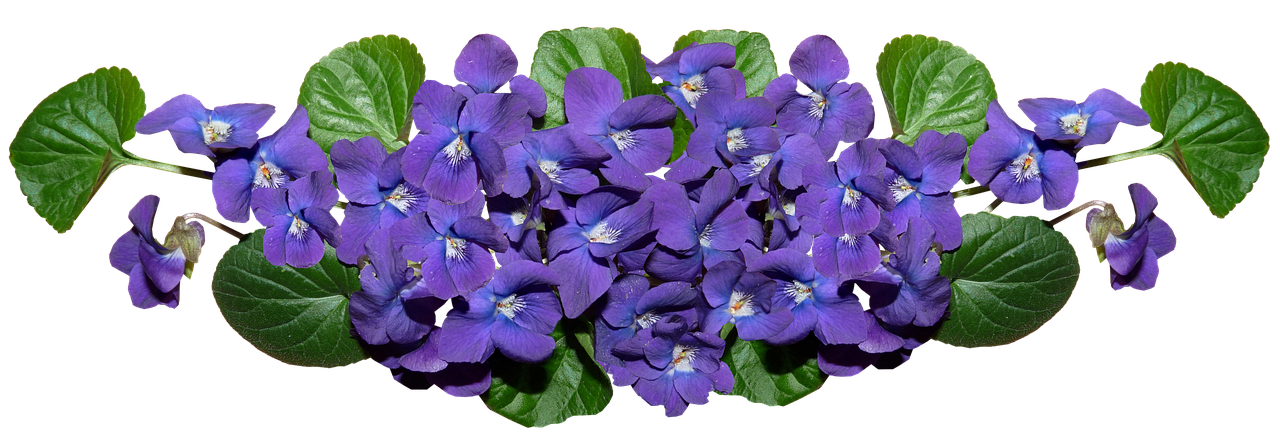 violets  flowers  arrangement free photo