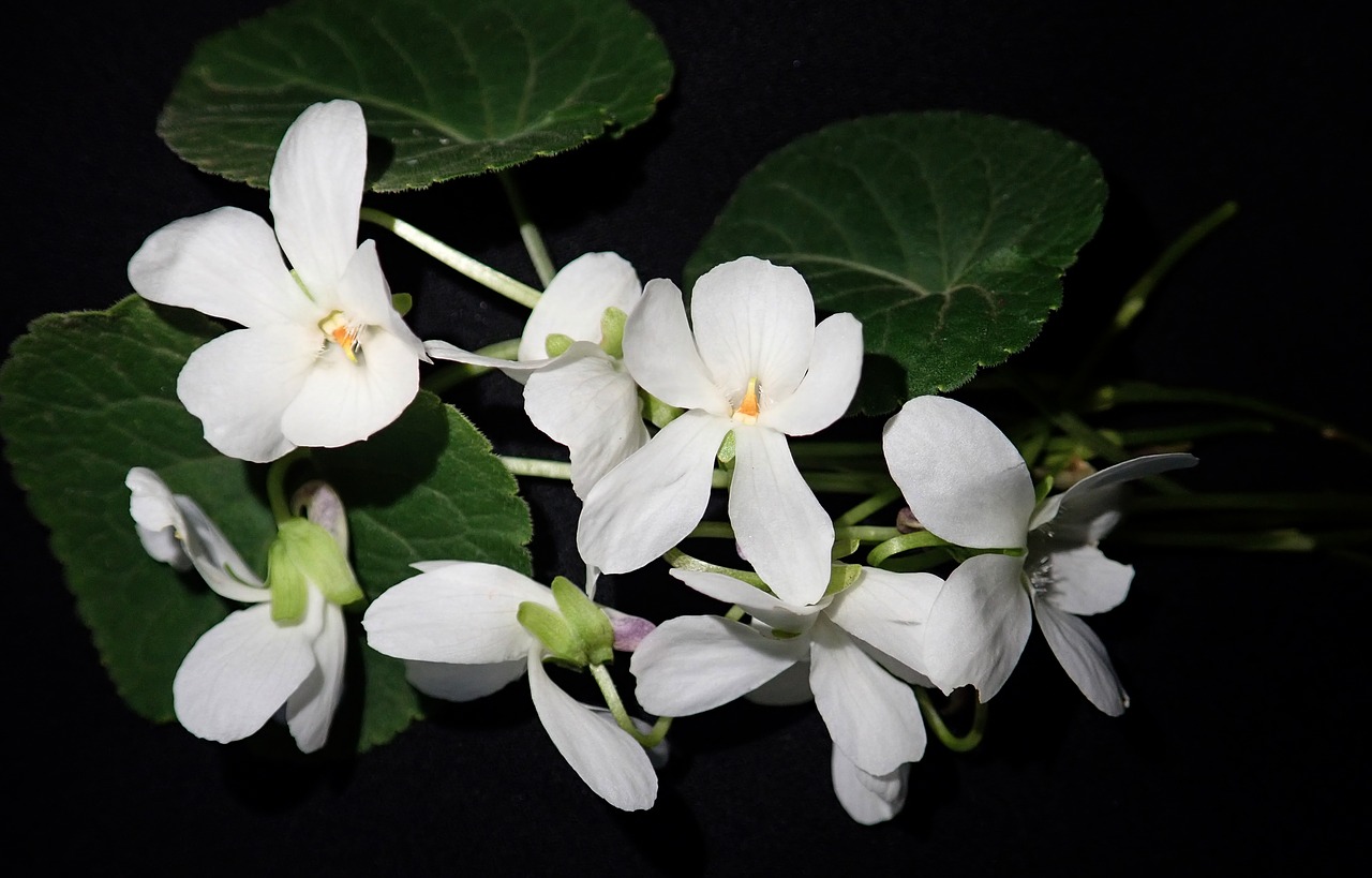 violets  white  flowers free photo