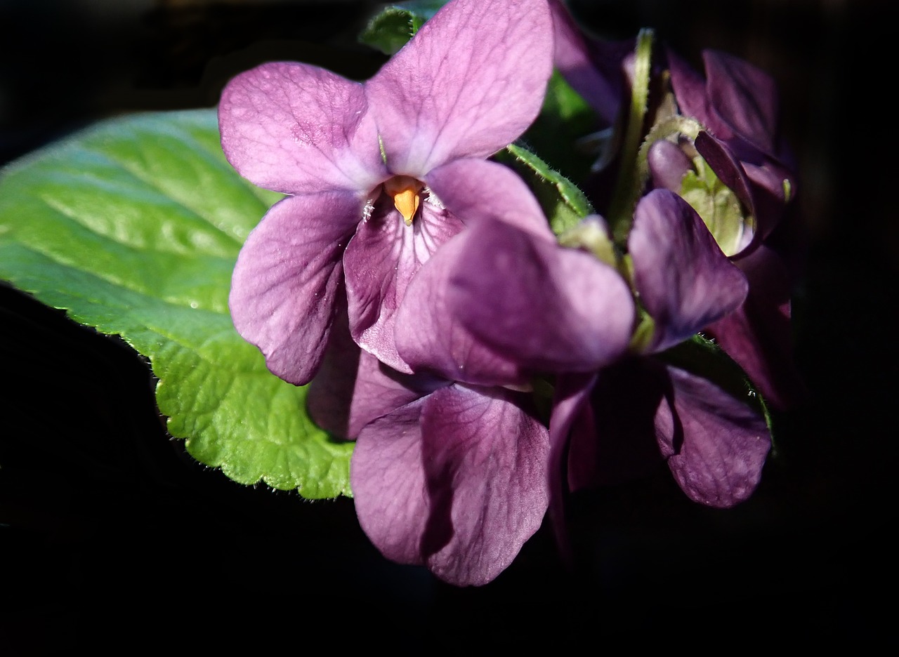 violets  pink  flowers free photo