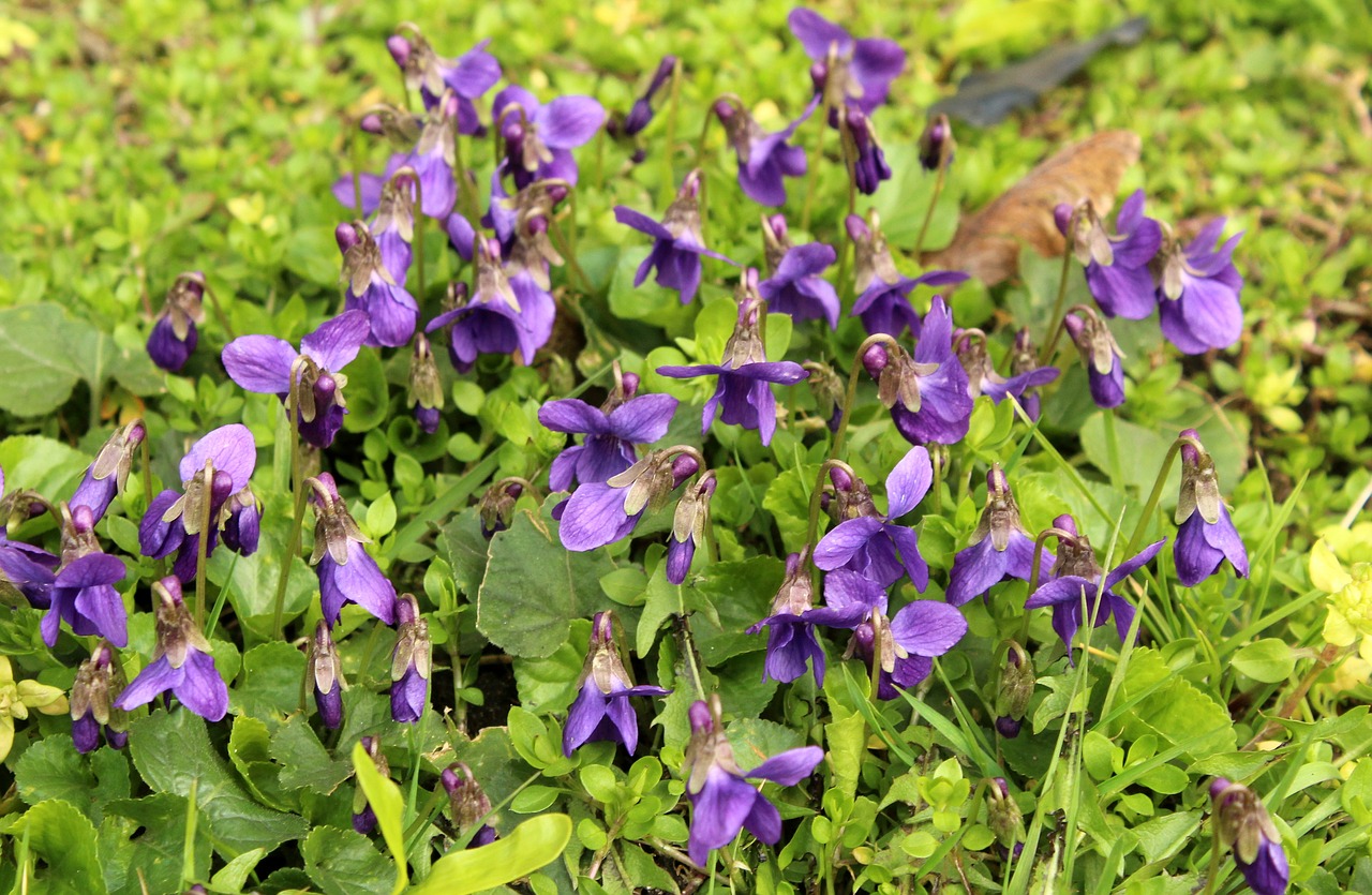 violets  flowers  spring free photo