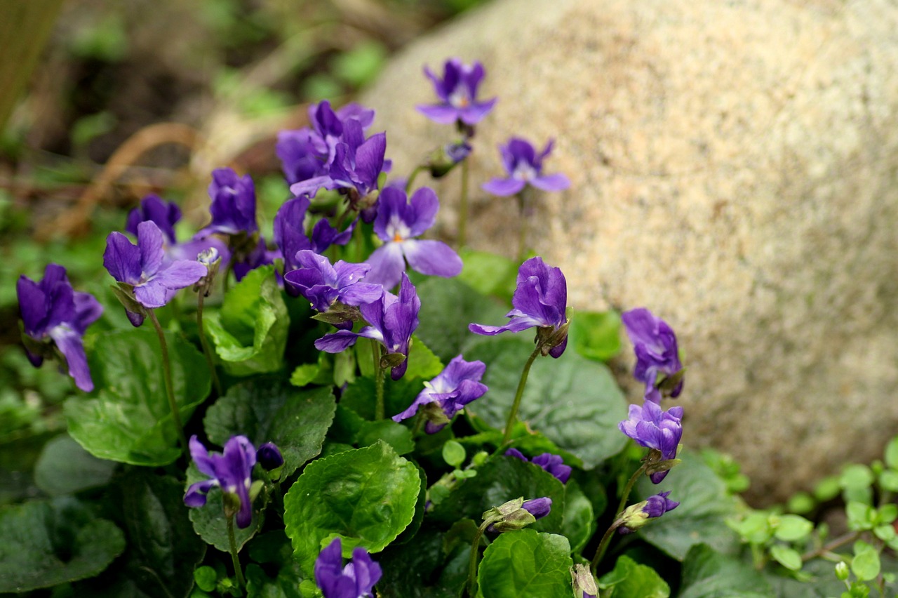 violets  flowers  spring free photo