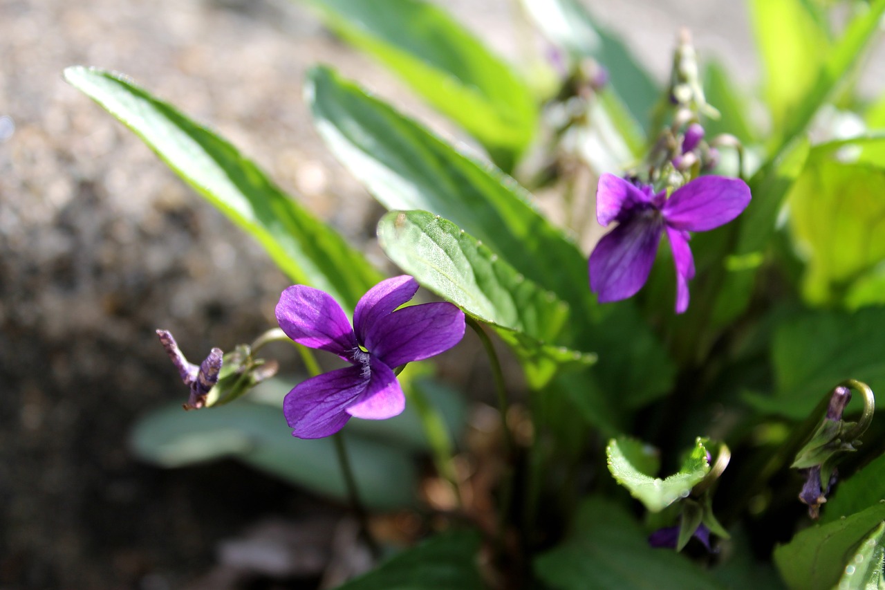 violets  purple flowers  spring free photo