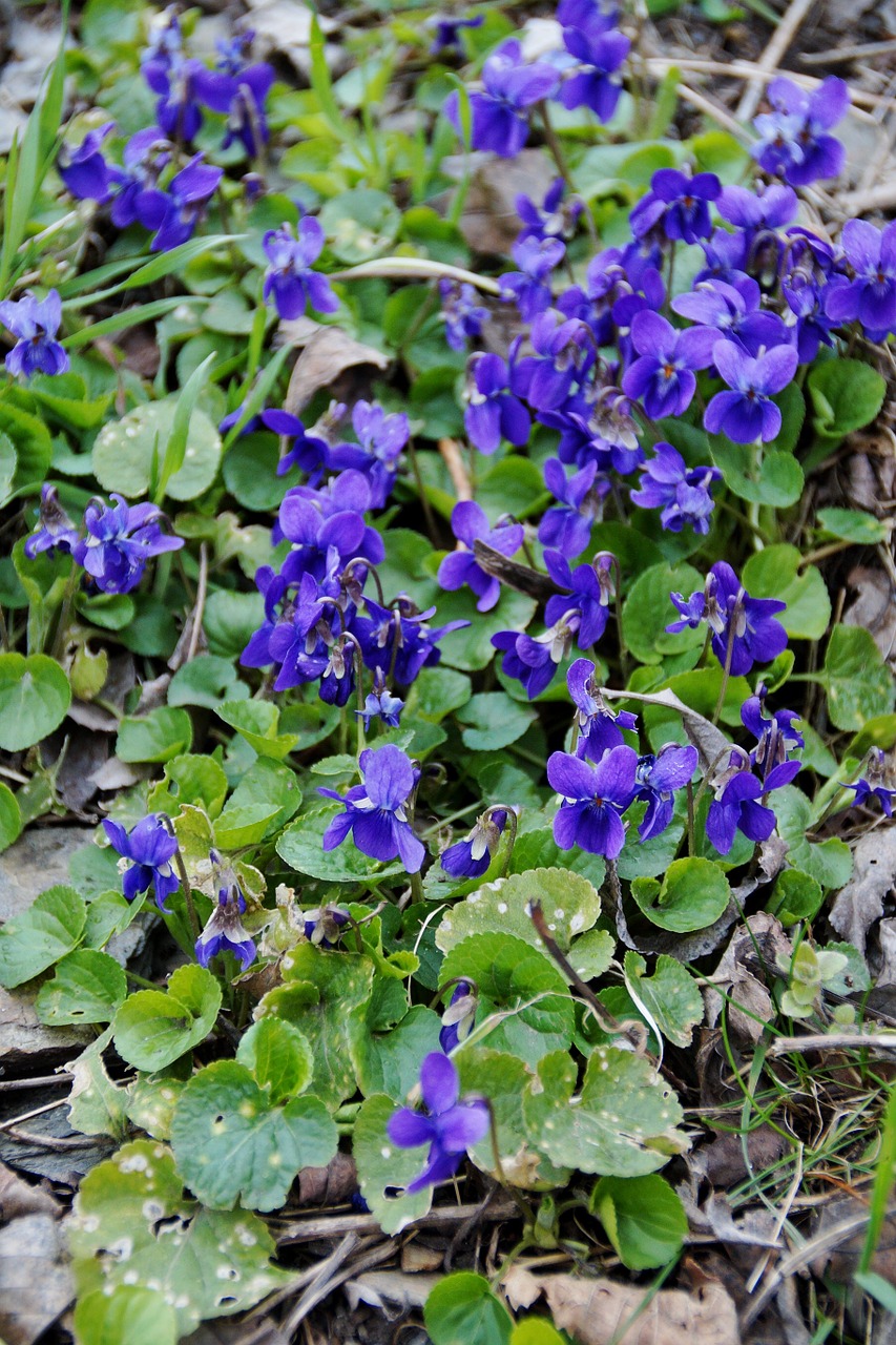 violets violet florets free photo