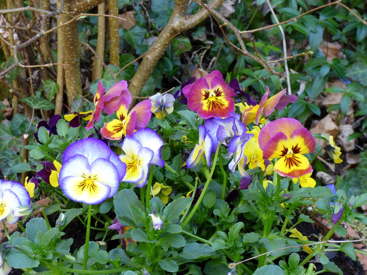 violets flowers garden free photo