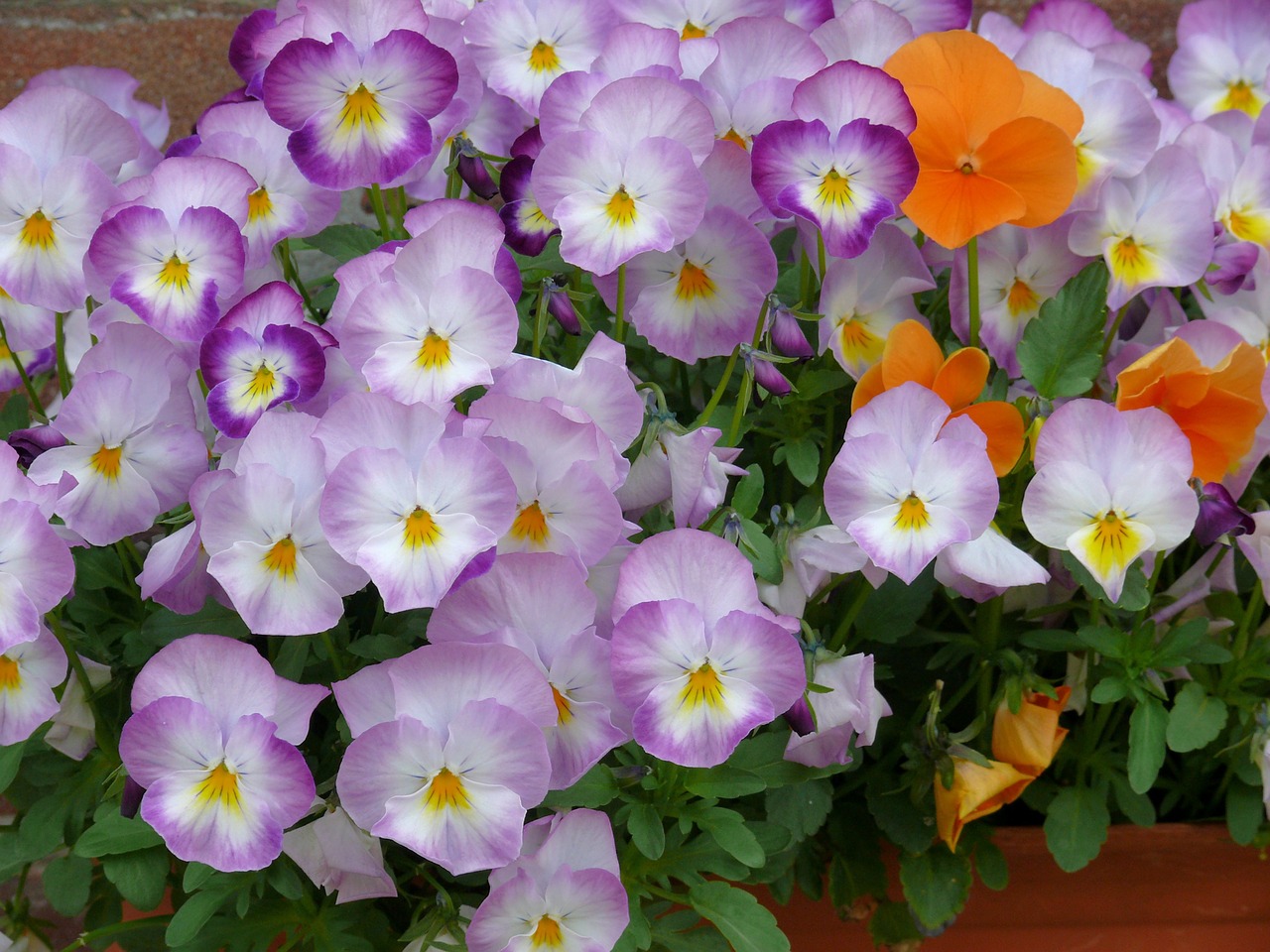 violets flowers lilac free photo