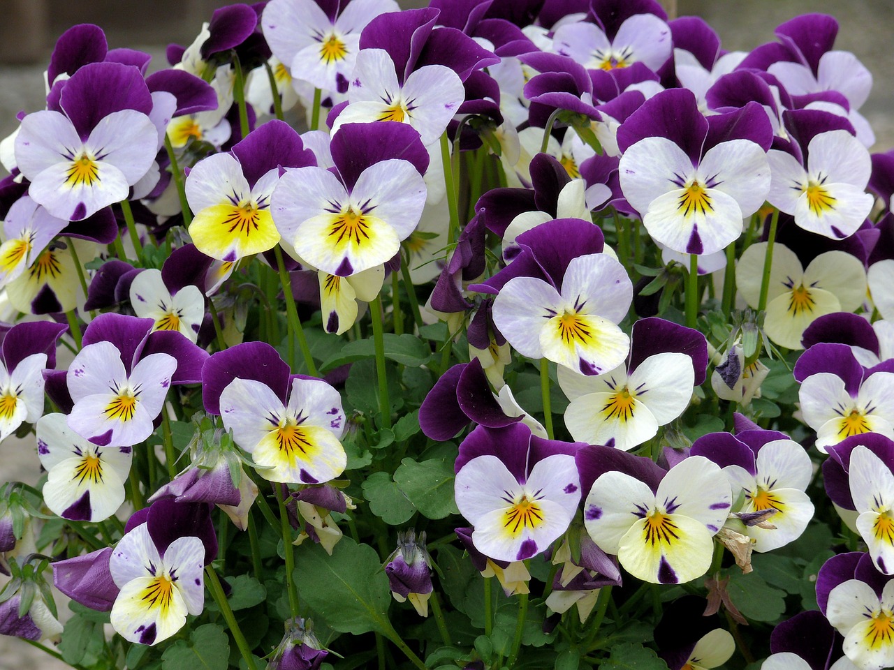 violets flowers purple free photo