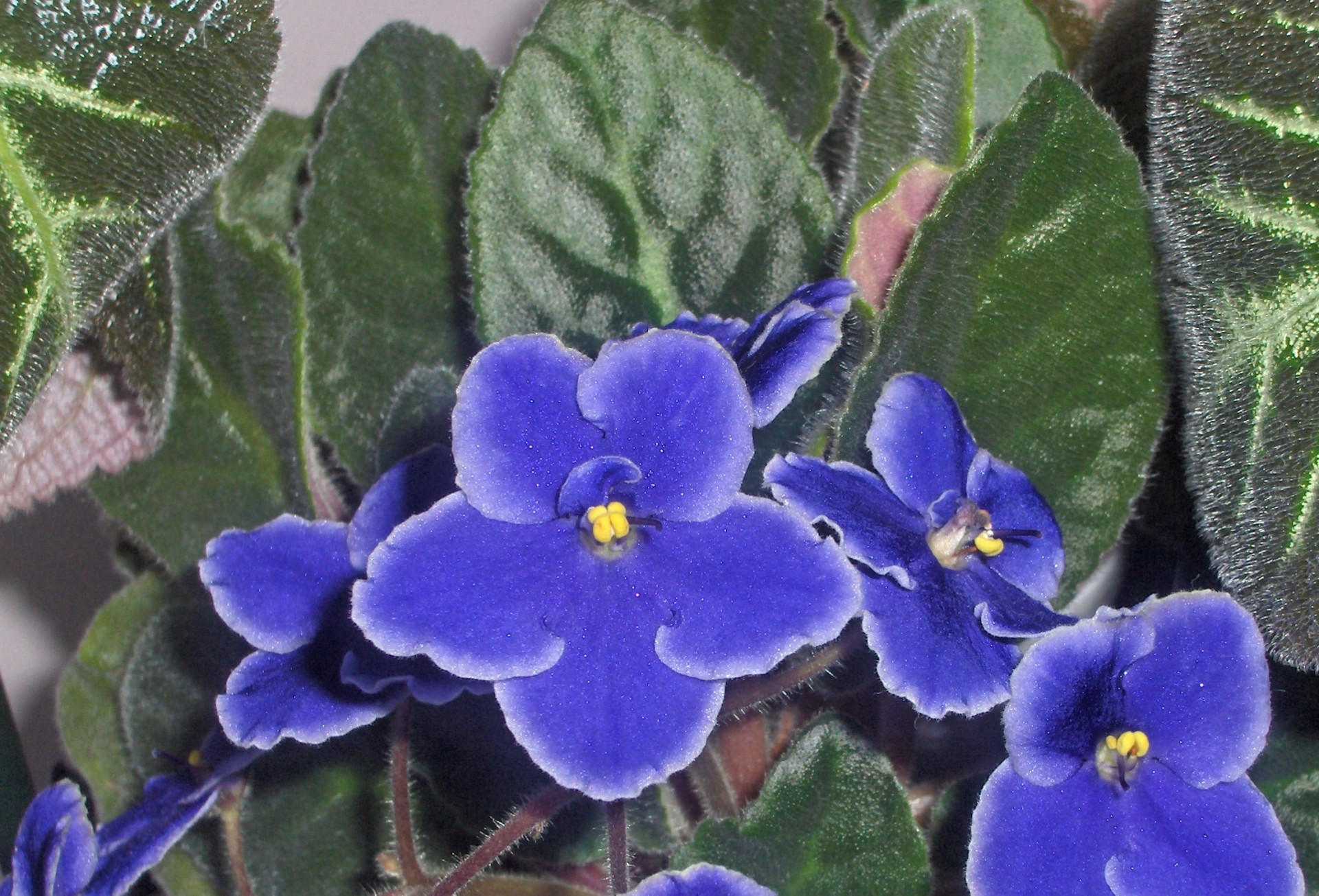 plant flowers african violets african violet free photo