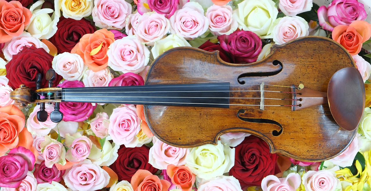 violin rose music free photo