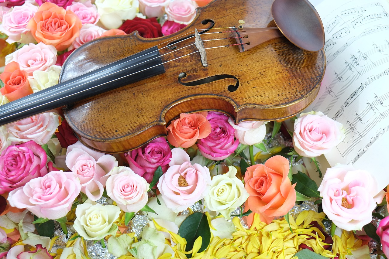 violin rose music free photo