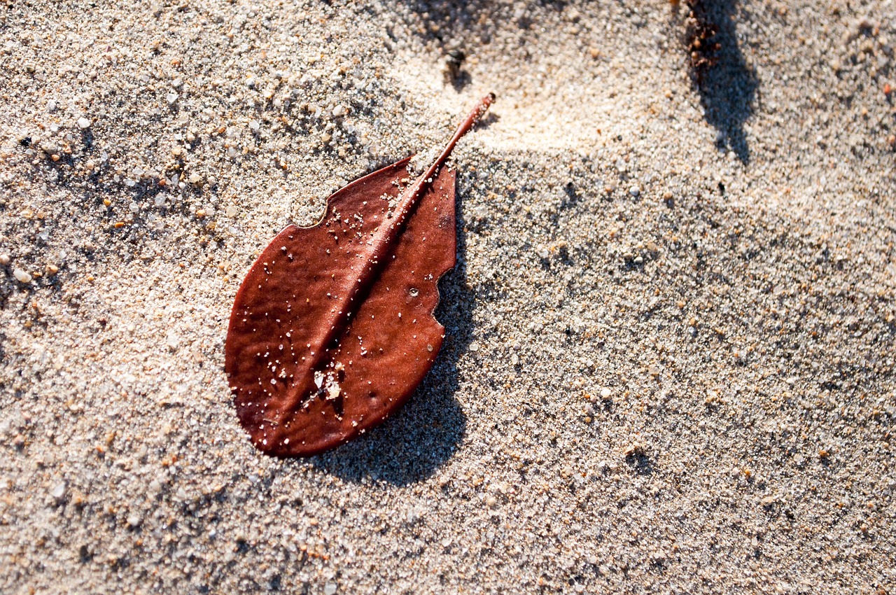 violin music sand free photo