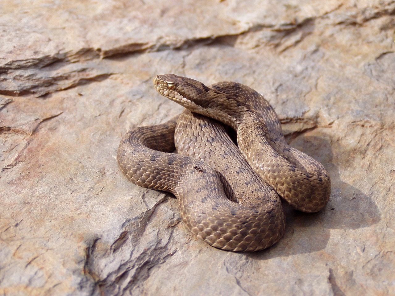 viper snake aspid free photo