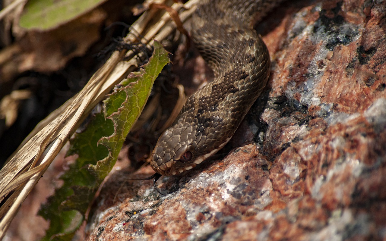 viper  snake  toxic free photo