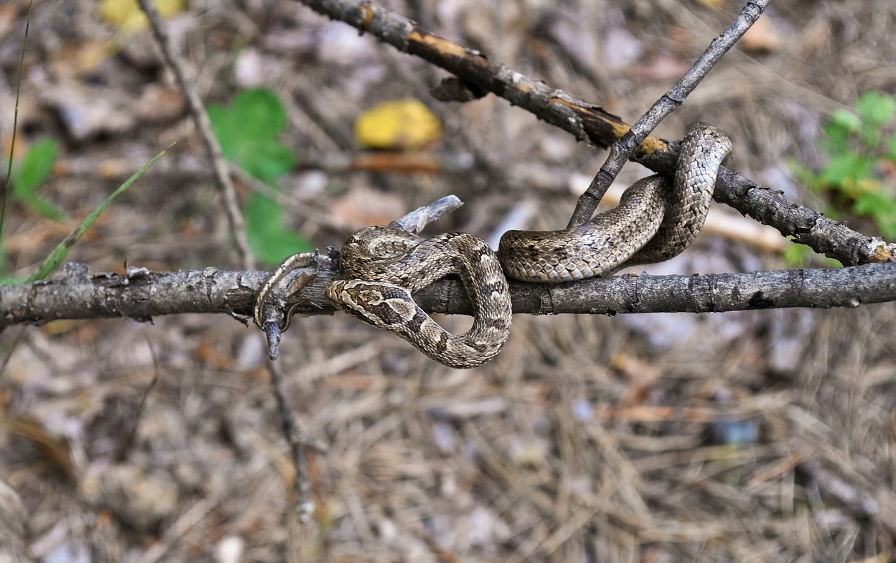 viper poisonous snakes free photo