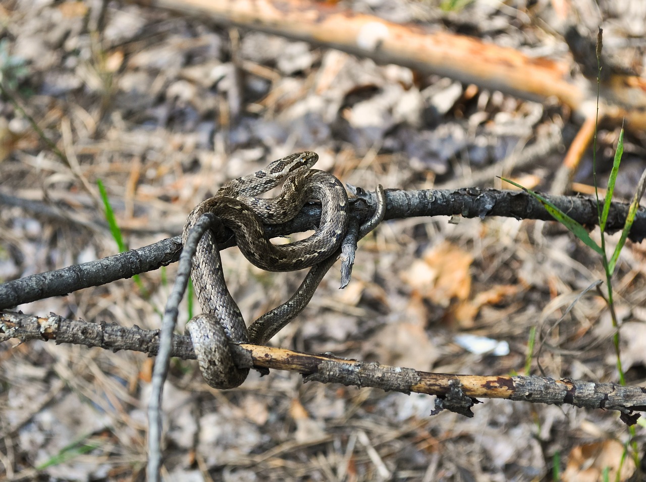 viper snake poisonous free photo