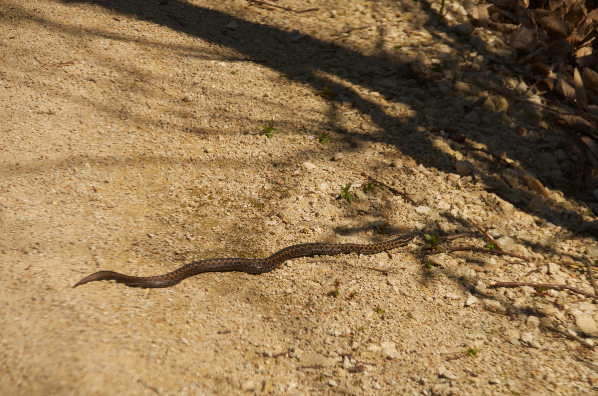 viper snake reptile free photo