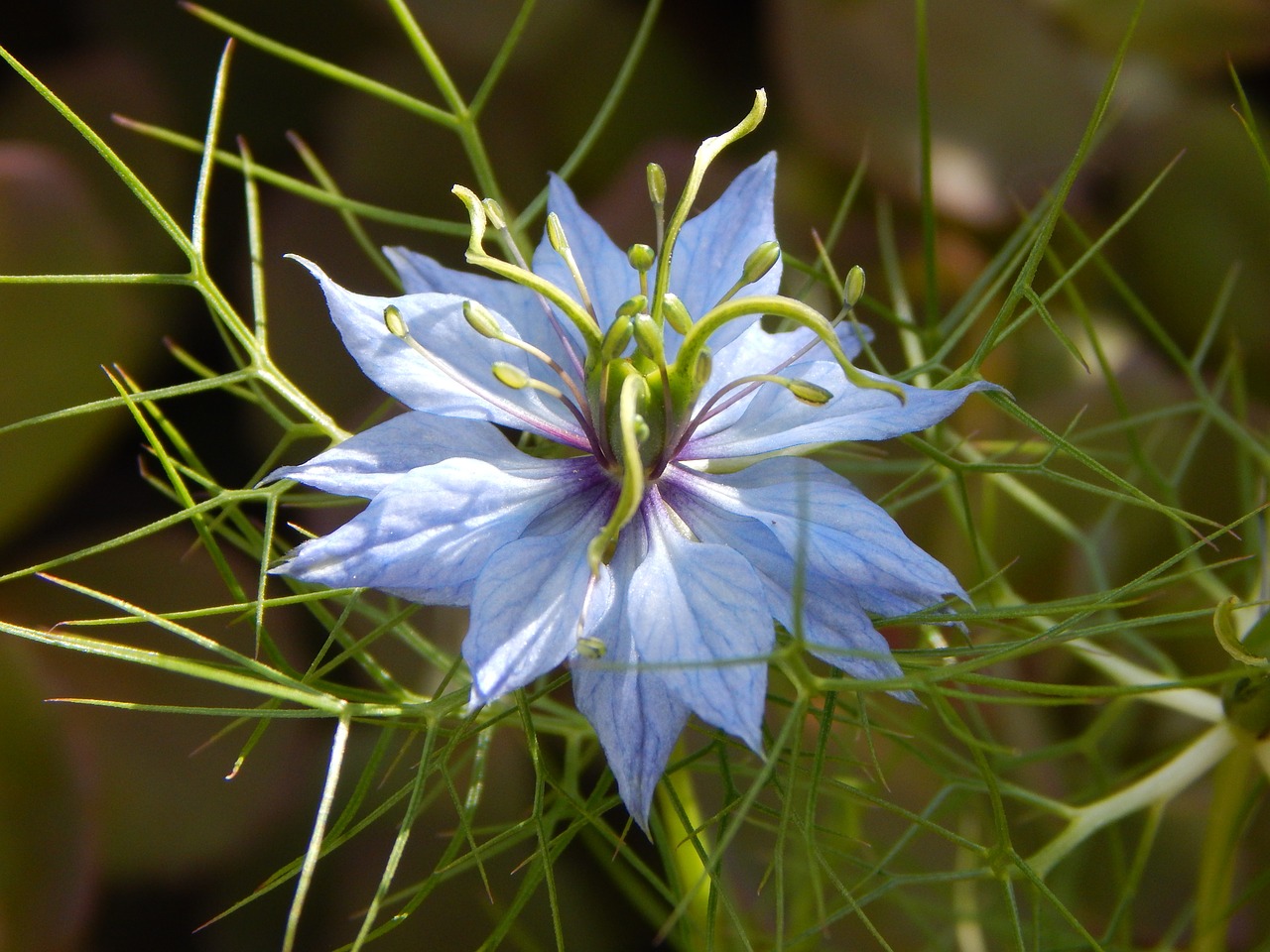 virgin in the green flower blossom free photo