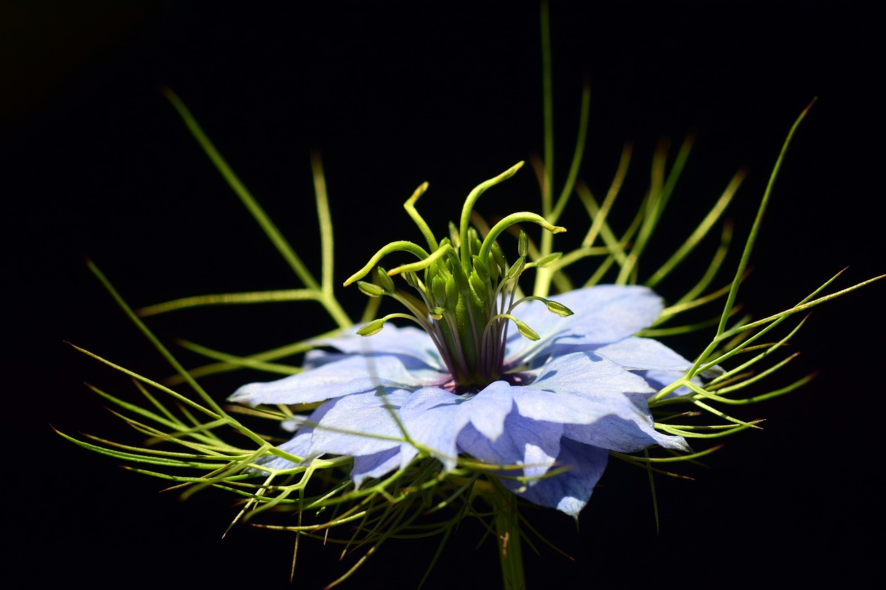 virgin in the green nigella damascena in the stauden gretl free photo