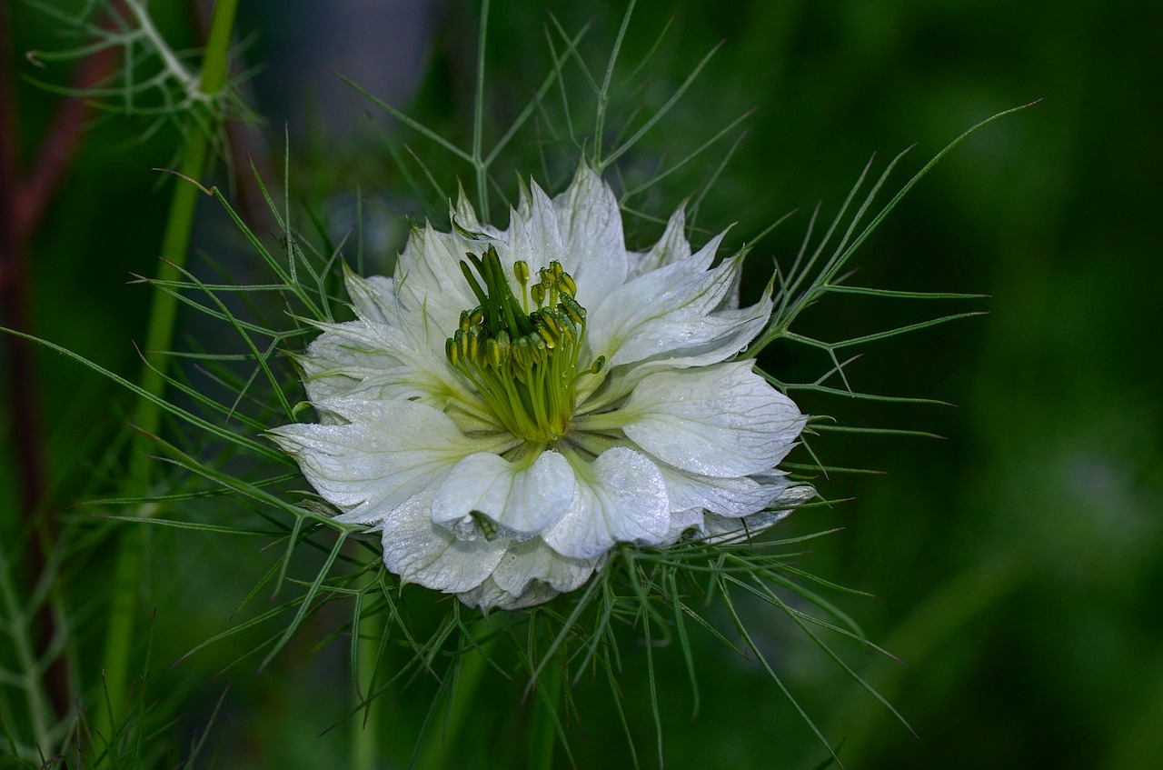 virgin in the green  flower  garden plant free photo