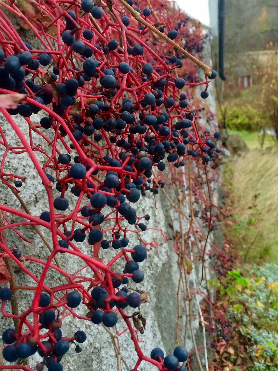 virginia creeper berry foundations free photo