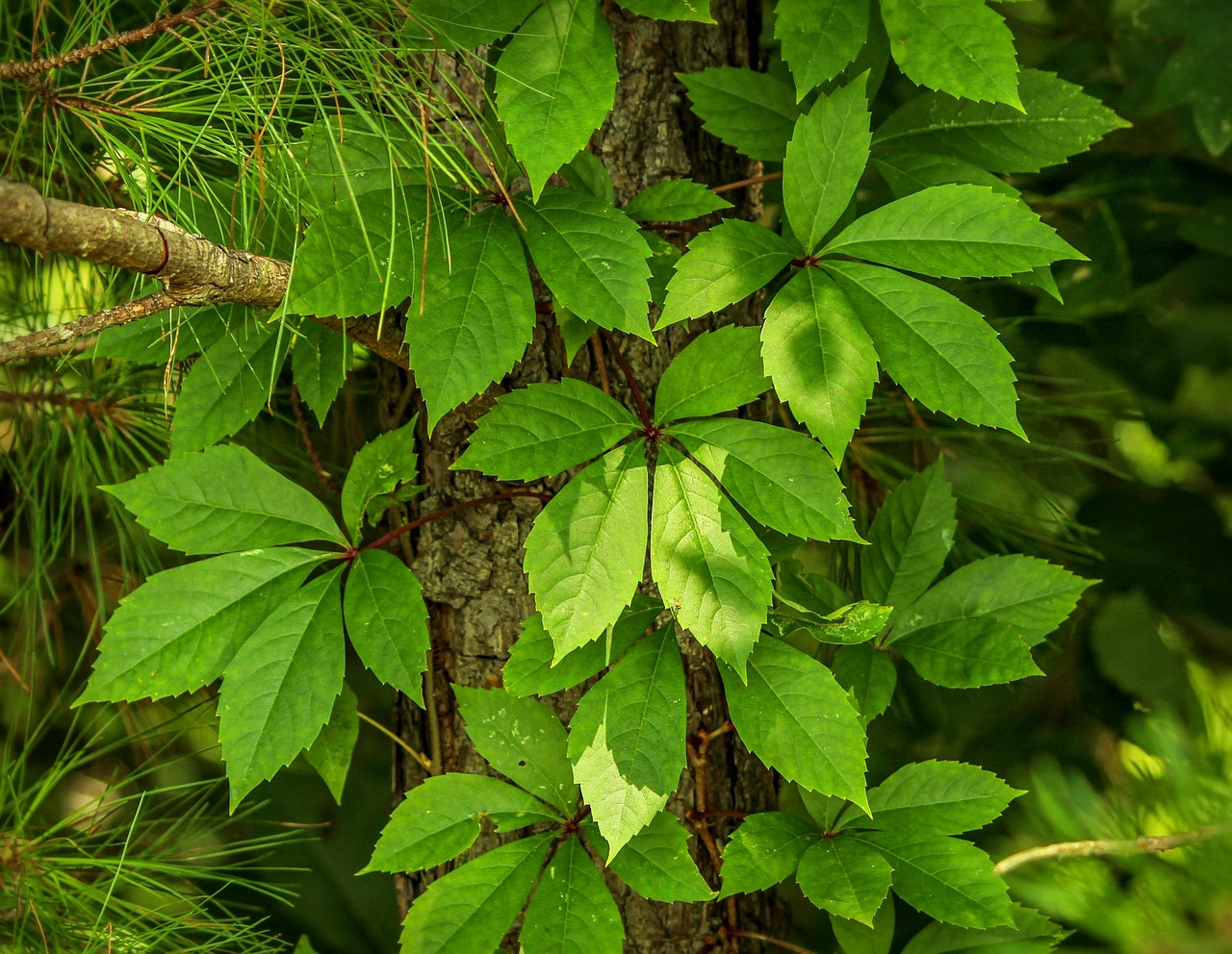 virginia creeper parthenocissus quinquefolia five leaved ivy free photo